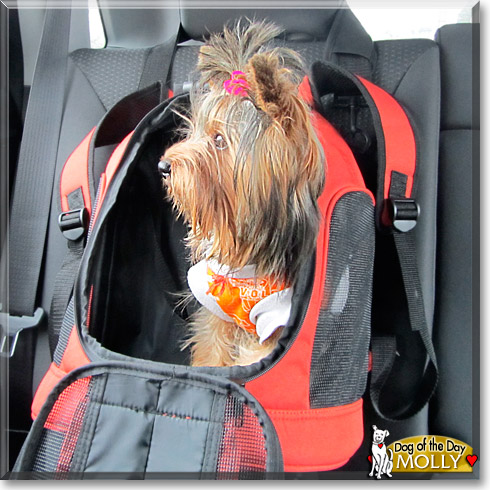 Molly, the Dog of the Day