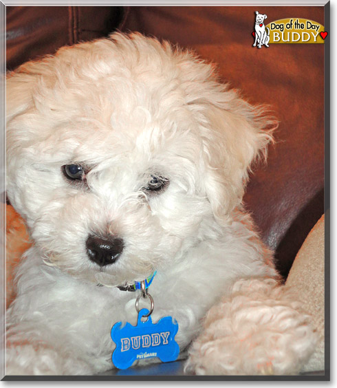 Buddy, the Dog of the Day