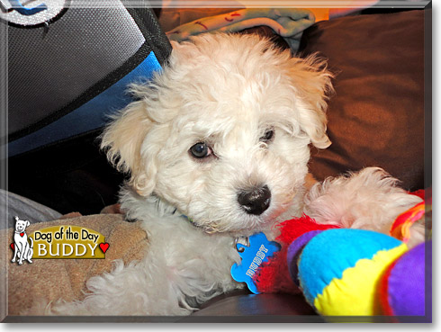 Buddy, the Dog of the Day