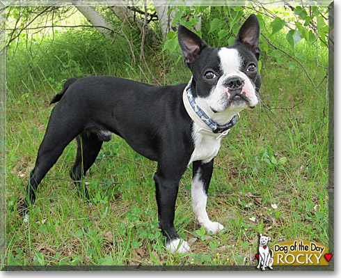 Rocky, the Dog of the Day