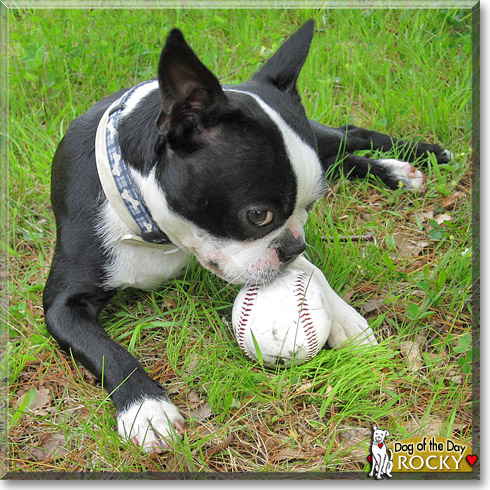 Rocky, the Dog of the Day