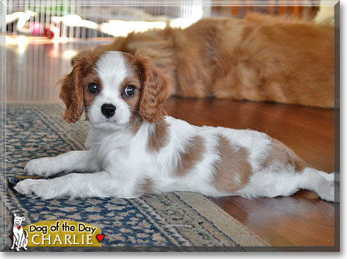 Charlie, the Dog of the Day