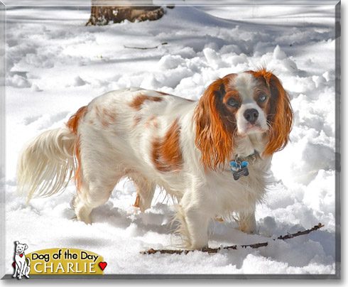 Charlie, the Dog of the Day