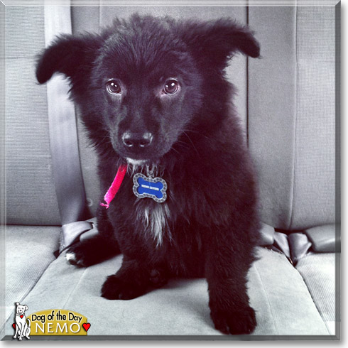 Nemo, the Dog of the Day
