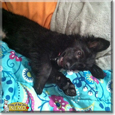 Nemo, the Dog of the Day