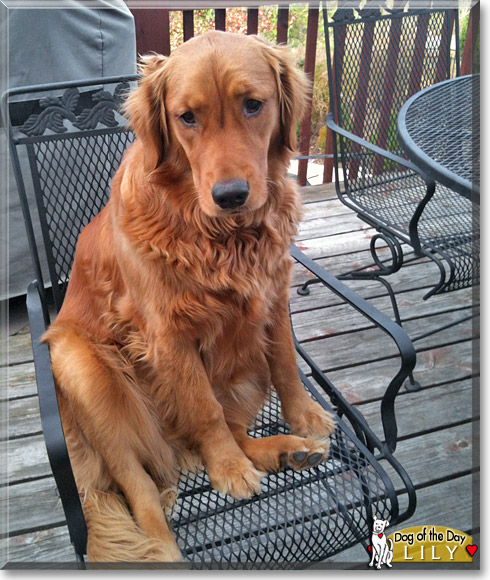 Lily, the Dog of the Day