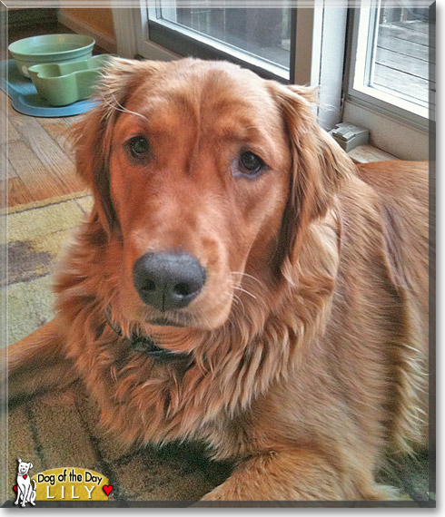 Lily, the Dog of the Day