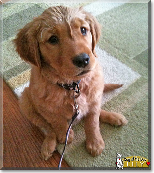Lily, the Dog of the Day
