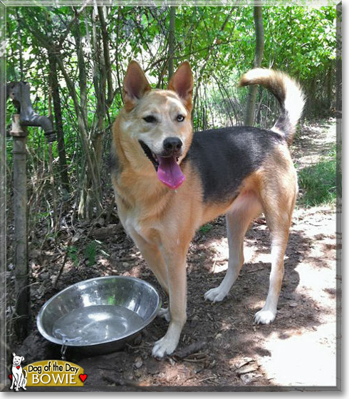 Bowie, the Dog of the Day