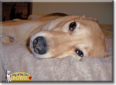 Bowie, the Dog of the Day