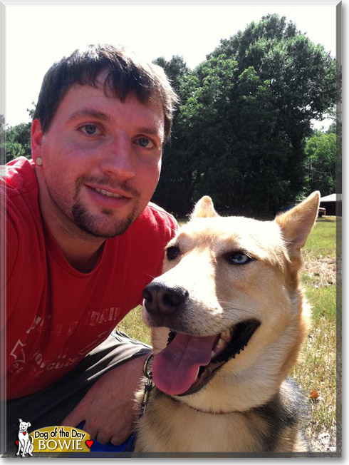 Bowie, the Dog of the Day