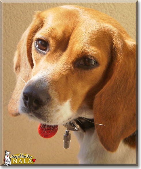 Nala, the Dog of the Day