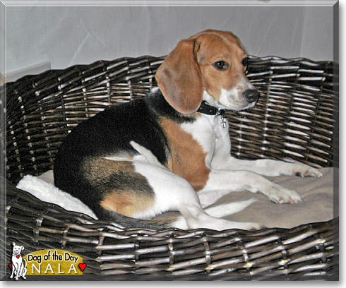 Nala, the Dog of the Day Nala, the Dog of the Day