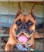 Chopper the Boxer