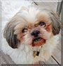 Finney the Shih Tzu