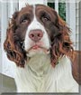 Buddy the English Springer Spaniel