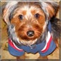 Joey the Yorkshire Terrier