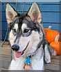 Saito the Alaskan Malamute