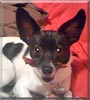 Cupid the Chihuahua, Papillon