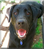 Mars the Black Labrador Retriever