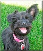 Bailey the Yorkshire Terrier, Poodle