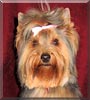 Molly the Yorkshire Terrier