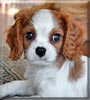 Charlie the Cavalier King Charles Spaniel