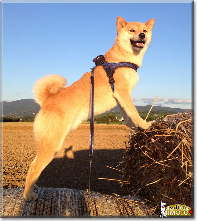 Imoto, the Dog of the Day