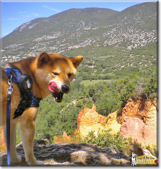 Imoto, the Dog of the Day