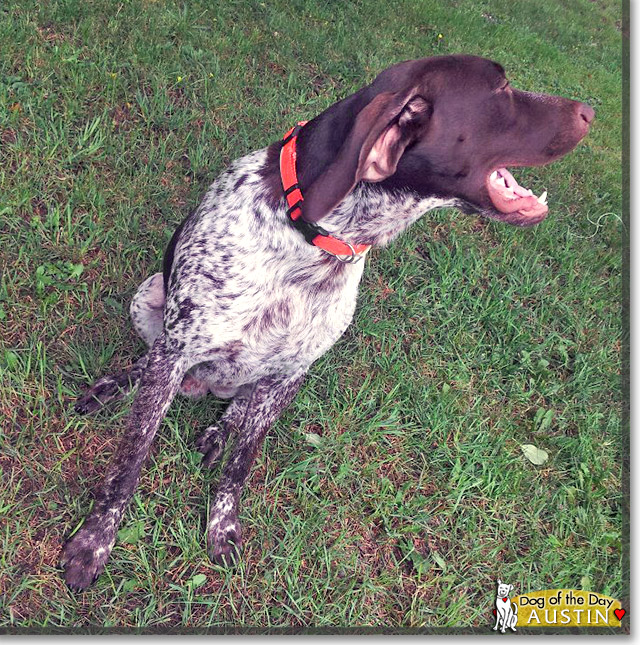 Austin Tyler, the Dog of the Day