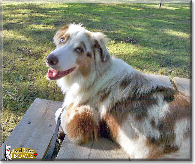 Bowie, the Dog of the Day