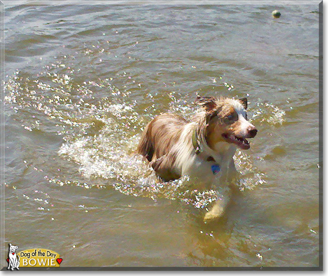 Bowie, the Dog of the Day