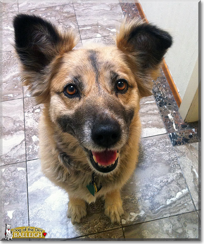 Baeleigh, the Dog of the Day