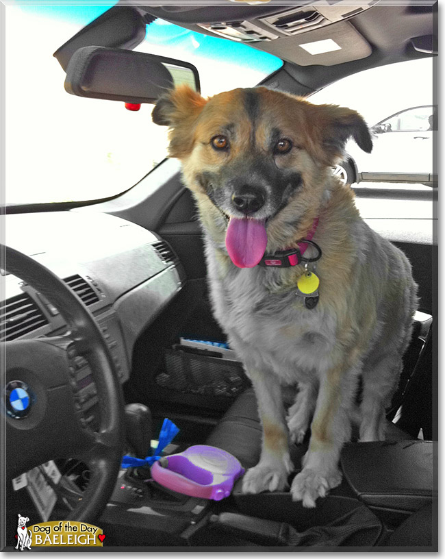 Baeleigh, the Dog of the Day