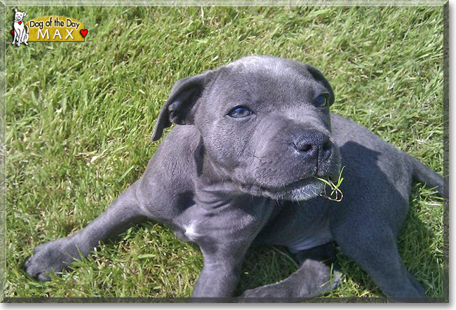 Max, the Dog of the Day