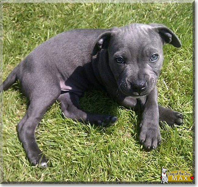 Max, the Dog of the Day