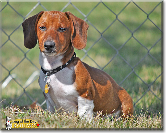 Koumo, the Dog of the Day