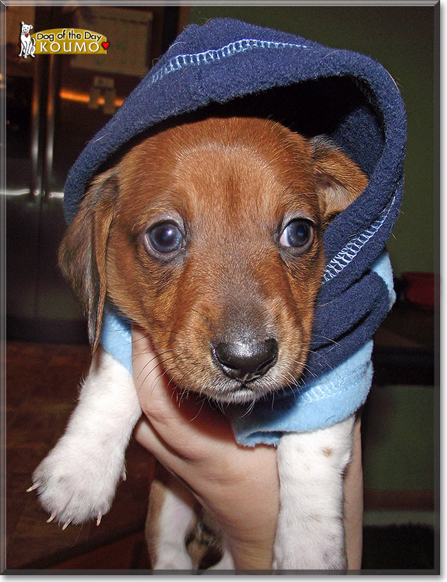 Koumo, the Dog of the Day