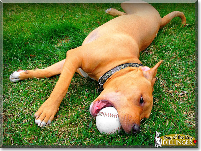 Dillinger, the Dog of the Day