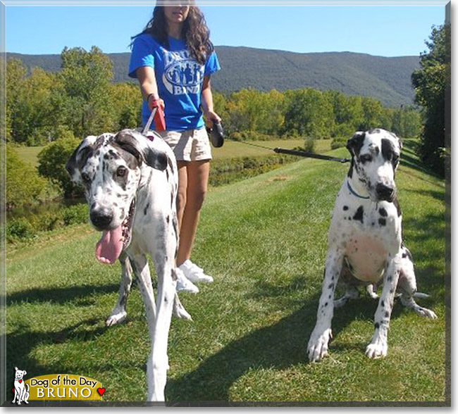 Bruno, the Dog of the Day