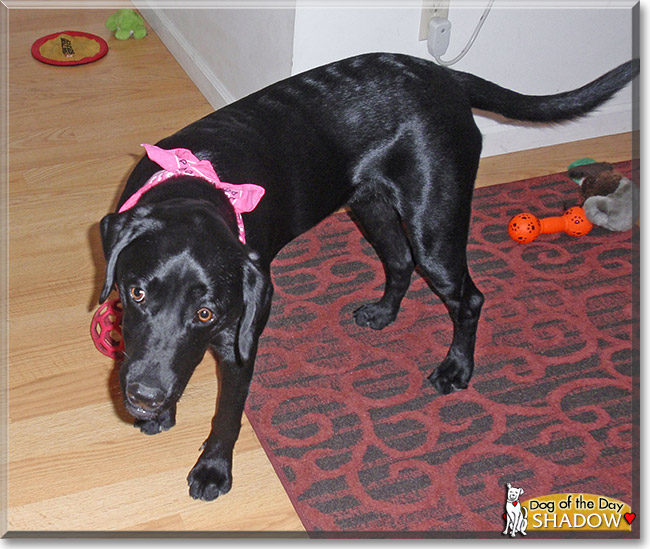 Shadow, the Dog of the Day