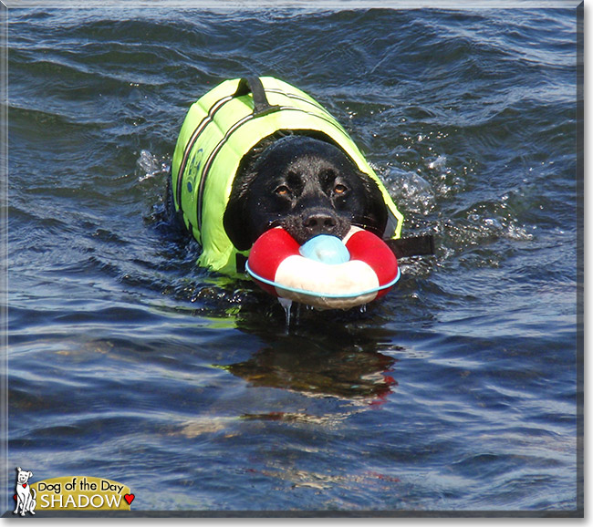 Shadow, the Dog of the Day