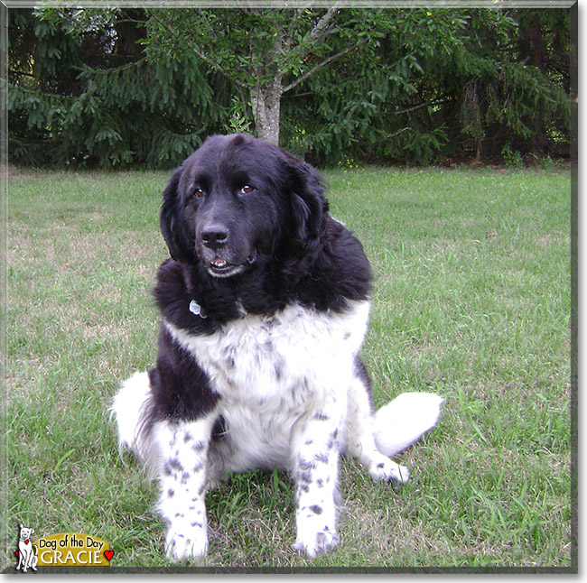 Gracie, the Dog of the Day