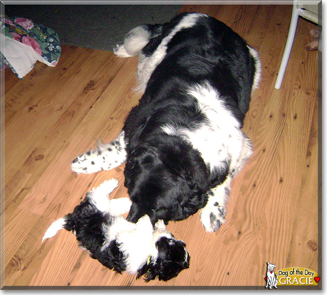 Gracie, the Dog of the Day