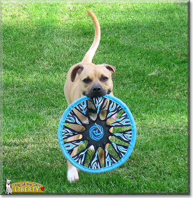 Liberty, the Dog of the Day