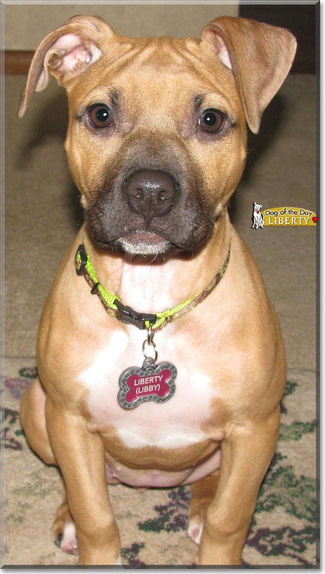 Liberty, the Dog of the Day
