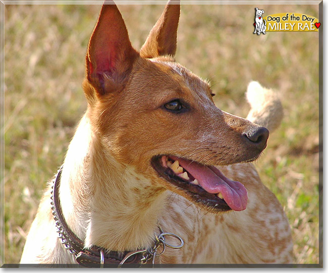 Miley Rae, the Dog of the Day