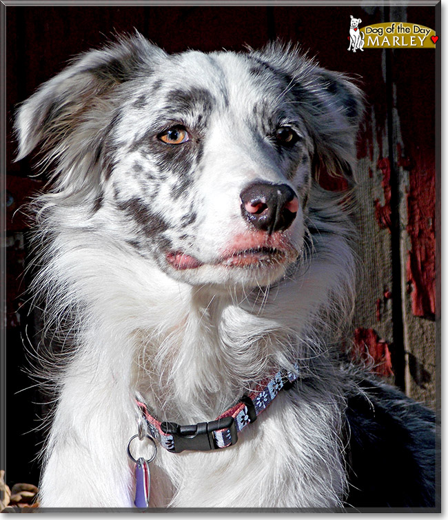 Marley, the Dog of the Day Marley, the Dog of the Day