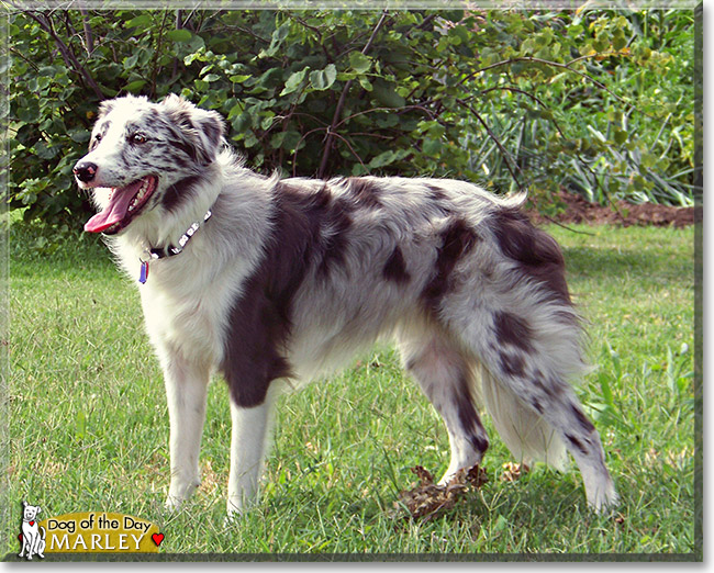 Marley, the Dog of the Day Marley, the Dog of the Day