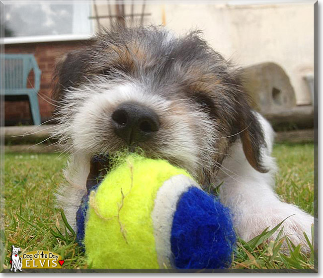 Elvis, the Dog of the Day